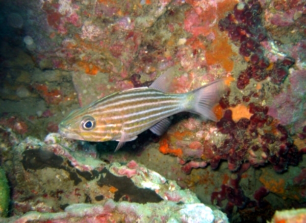 Cheilodipterus macrodon (Lacepède, 1802)